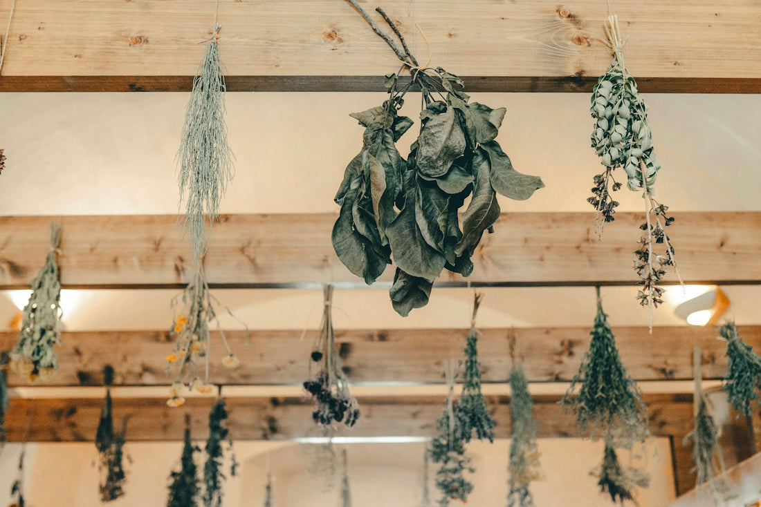 Bundles of dried herbs hanging in soft daylight