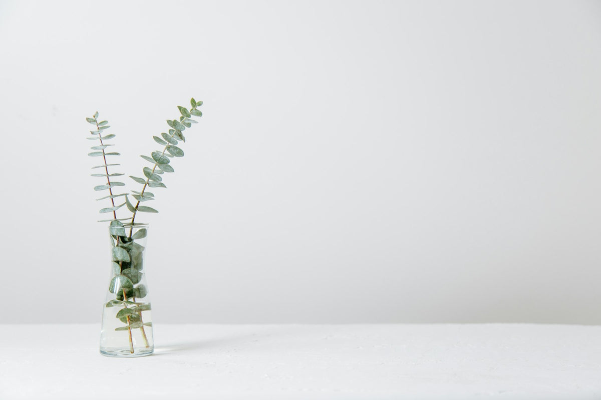 GA minimal: eucalyptus stems in a glass vase on white