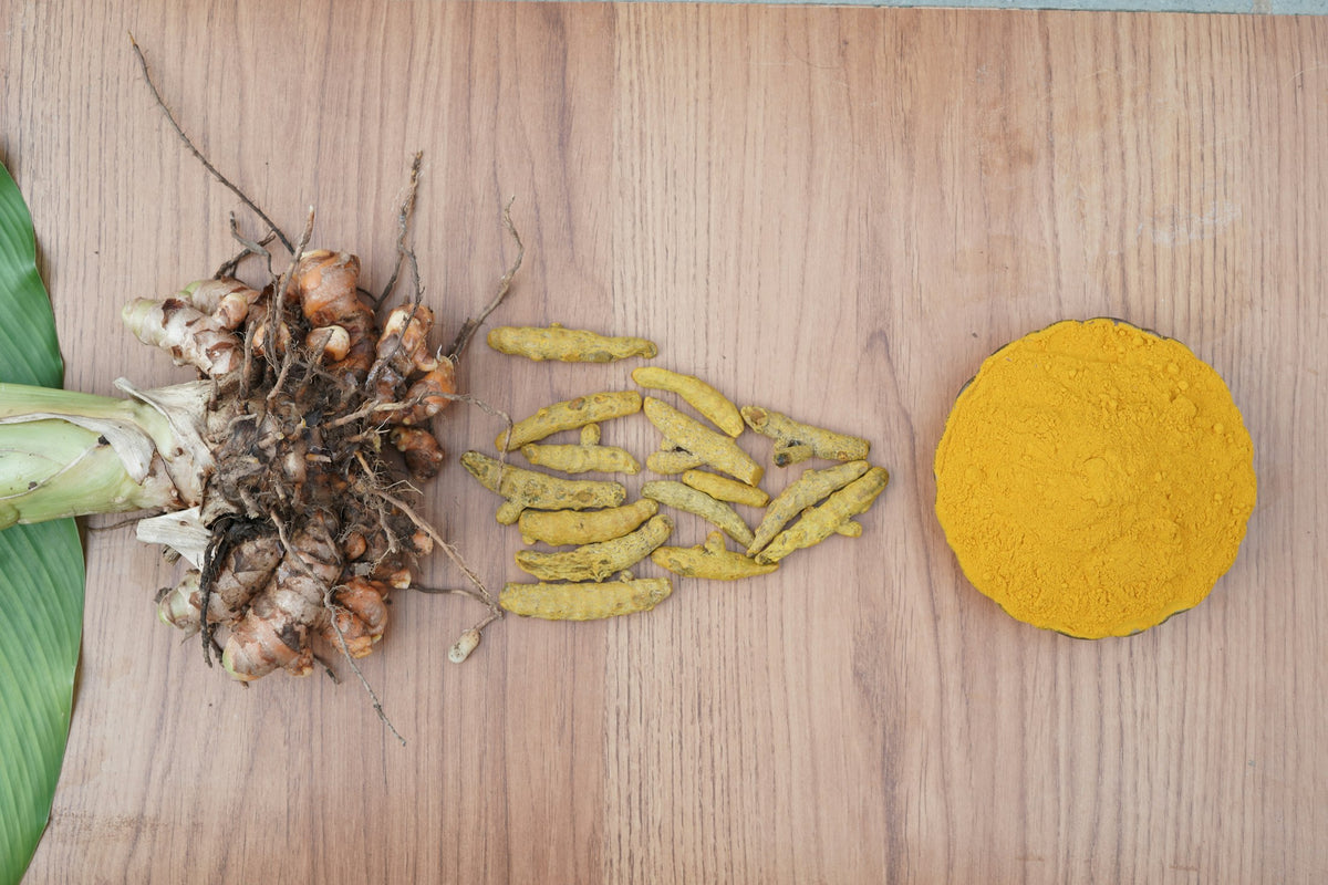 GA banner herbs: turmeric root, slices and powder on a wooden board